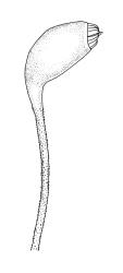 Eurhynchium asperipes,  capsule and upper seta, moist. Drawn from A.J. Fife 6828, CHR 449024.
 Image: R.C. Wagstaff © Landcare Research 2019 CC BY 3.0 NZ